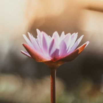 Image for Thai Massage - 60 Mins.